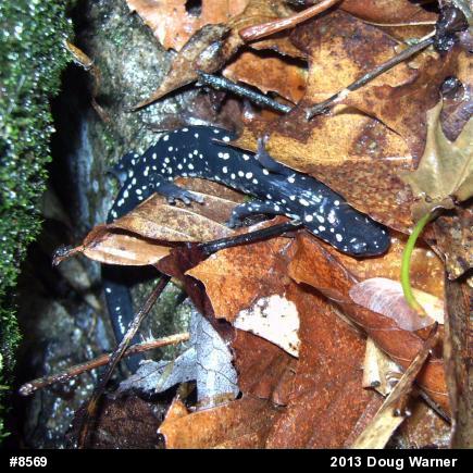 Northern Slimy Salamander