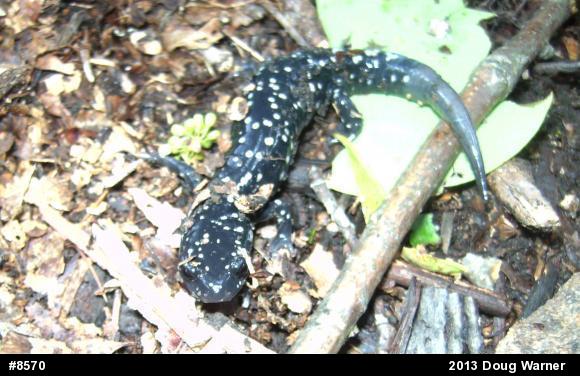 Northern Slimy Salamander