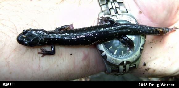 Northern Slimy Salamander