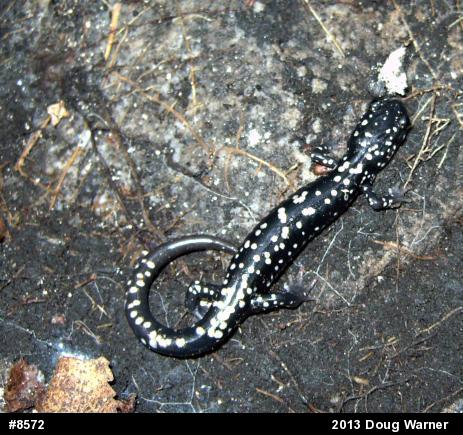 Northern Slimy Salamander
