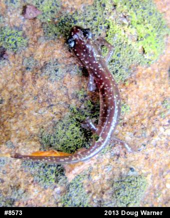 Northern Slimy Salamander