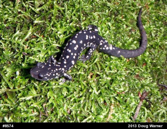 Northern Slimy Salamander