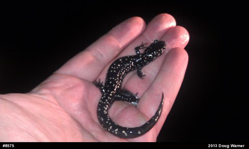 Northern Slimy Salamander