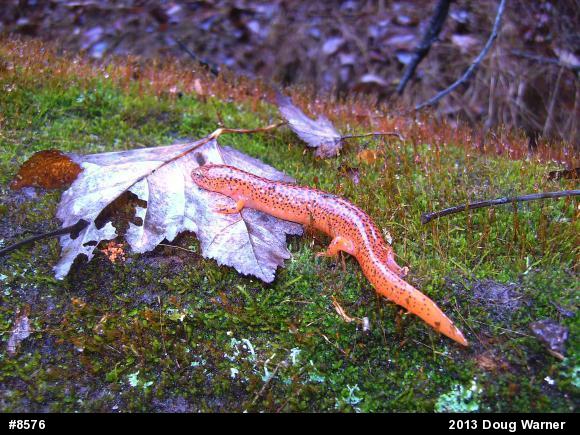 Northern Red Salamander