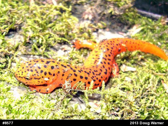 Northern Red Salamander