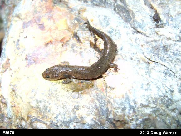 Northern Red Salamander
