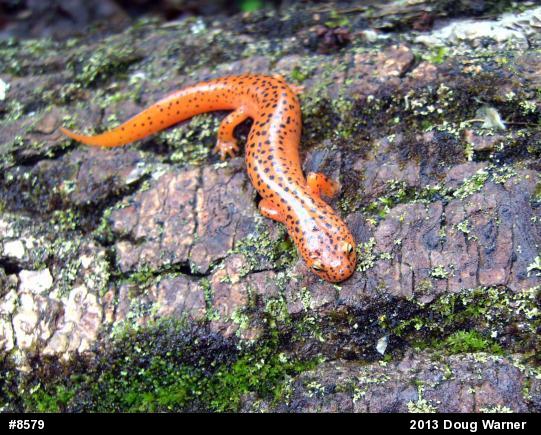 Northern Red Salamander