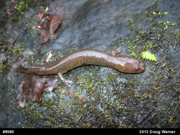 Northern Red Salamander