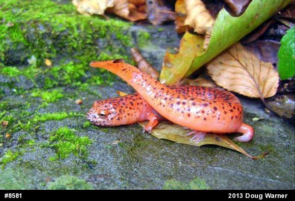 Northern Red Salamander