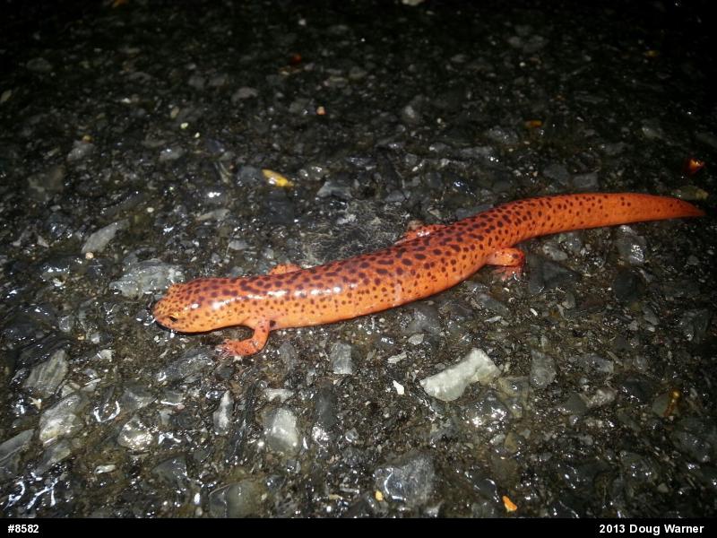 Northern Red Salamander