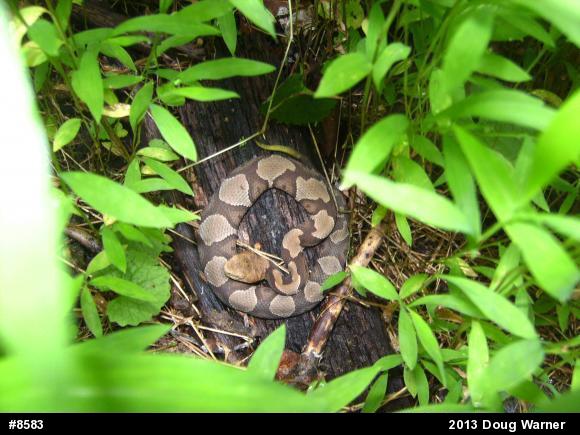 Northern Copperhead