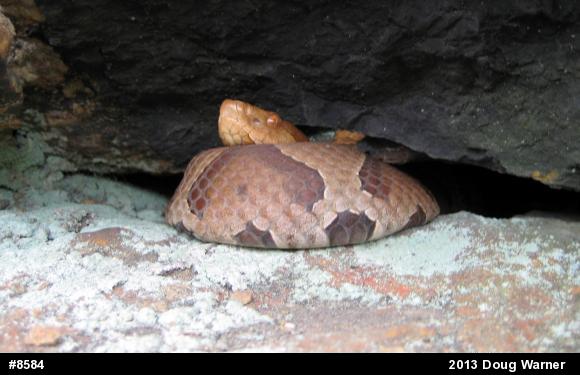 Northern Copperhead