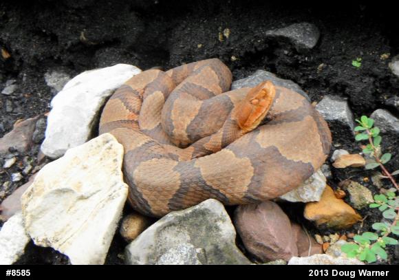 Northern Copperhead