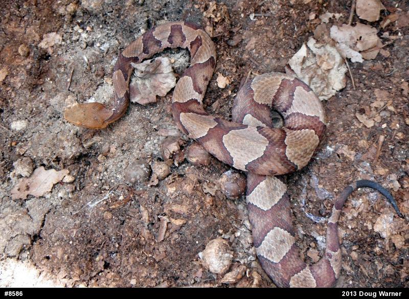 Northern Copperhead