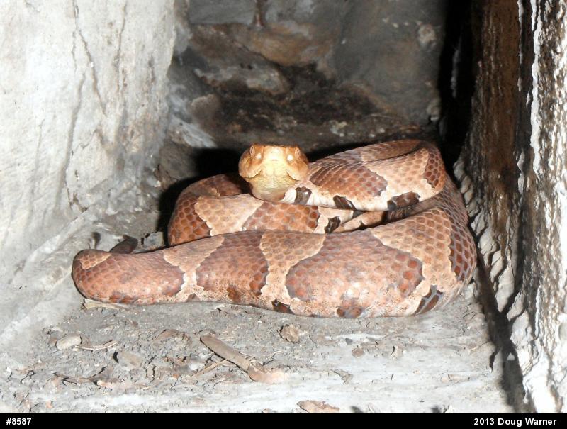 Northern Copperhead