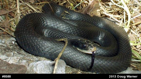 Northern Black Racer