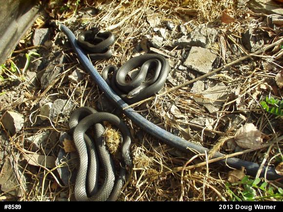 Northern Black Racer