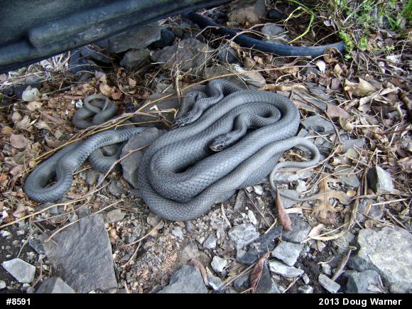 Northern Black Racer