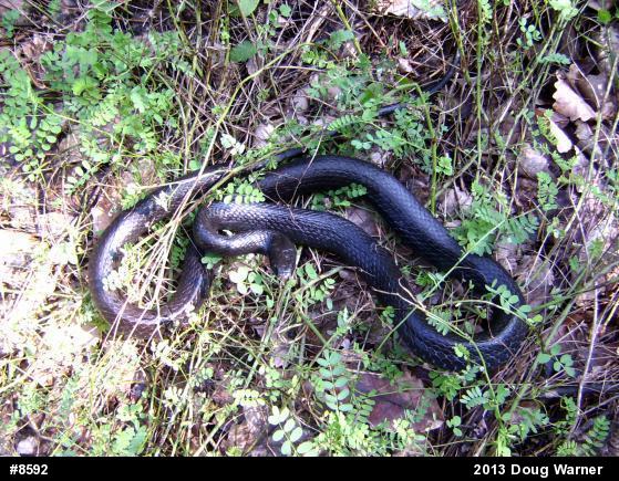 Northern Black Racer