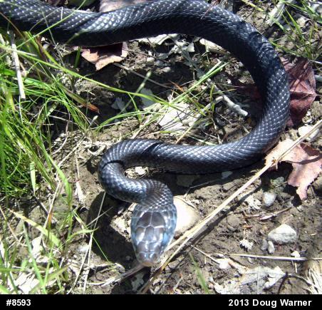 Northern Black Racer