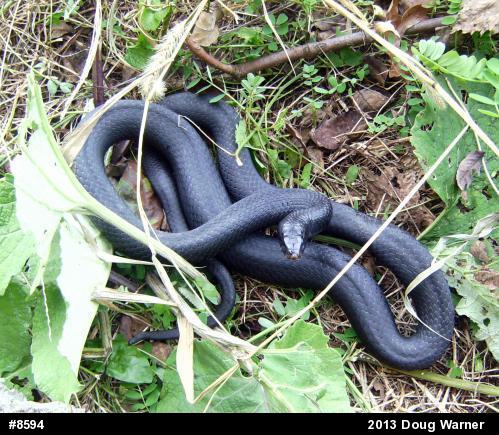 Northern Black Racer