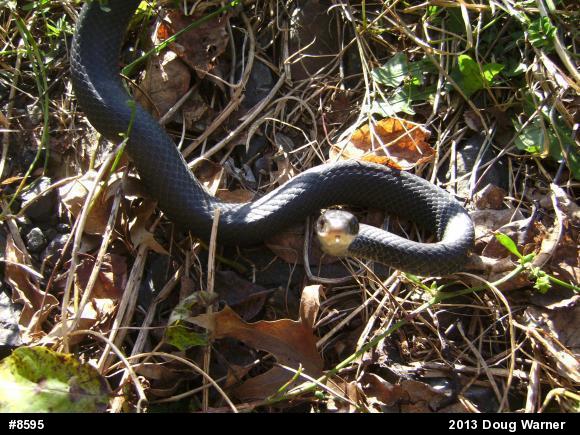 Northern Black Racer