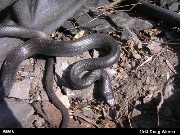 Northern Black Racer