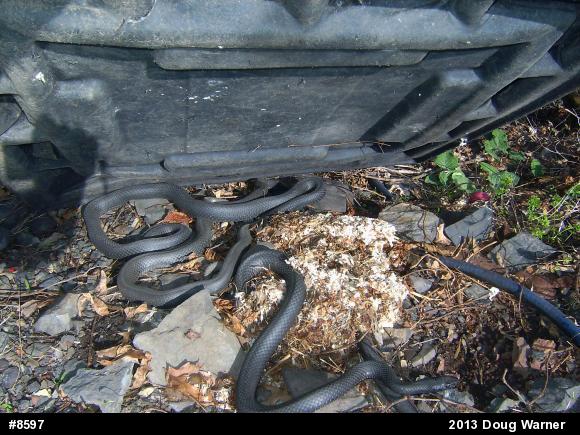 Northern Black Racer