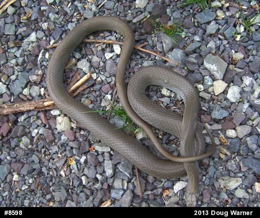 Northern Black Racer
