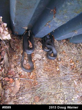 Northern Black Racer
