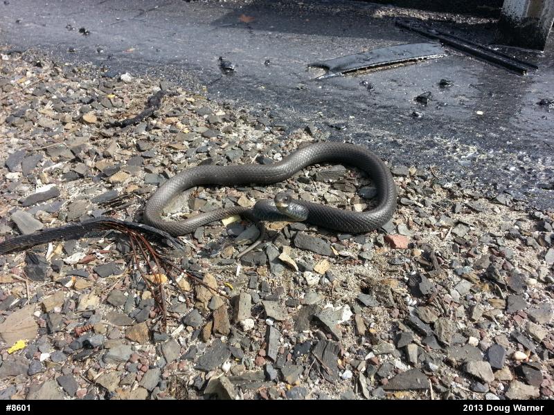 Northern Black Racer