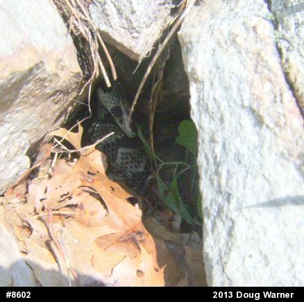 Timber Rattlesnake