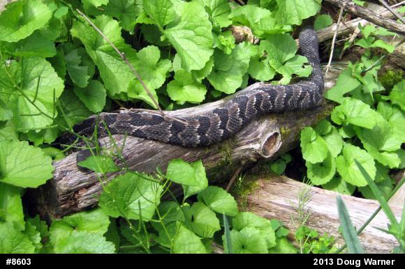 Timber Rattlesnake