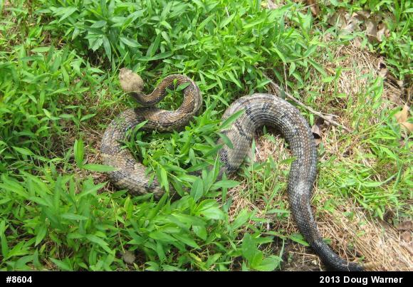 Timber Rattlesnake