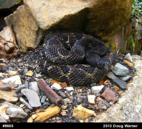 Timber Rattlesnake