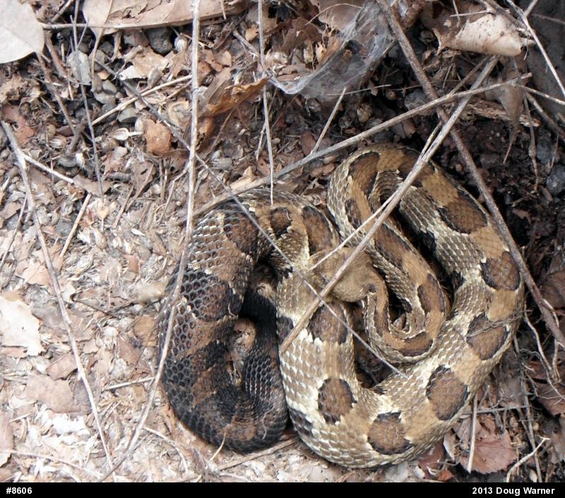Timber Rattlesnake