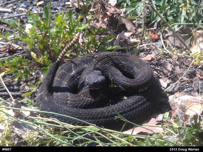 Timber Rattlesnake