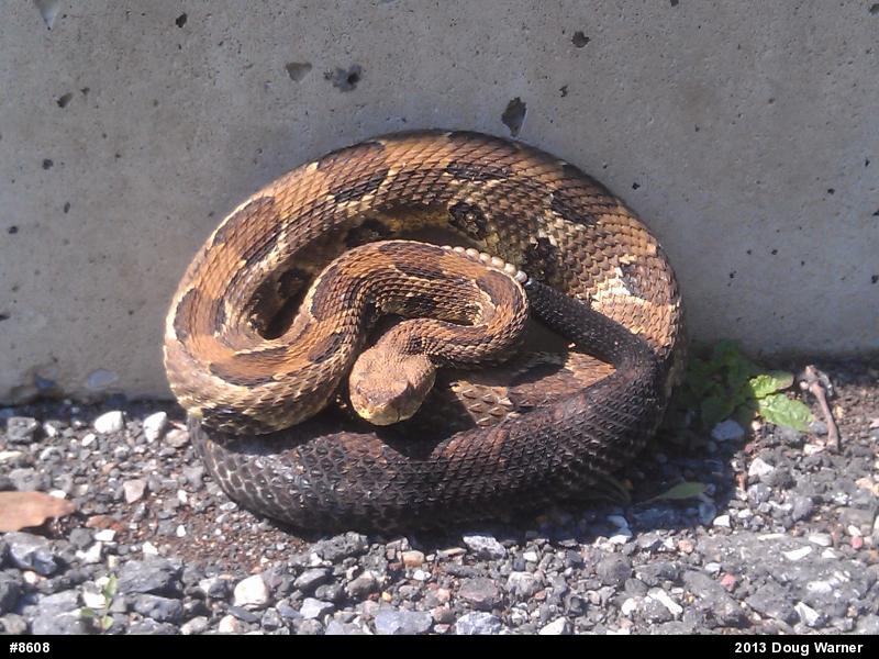 Timber Rattlesnake