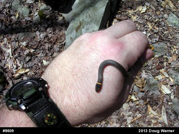 Northern Ring-necked Snake
