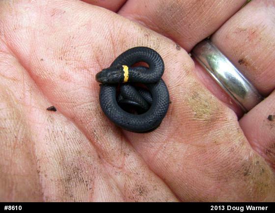 Northern Ring-necked Snake