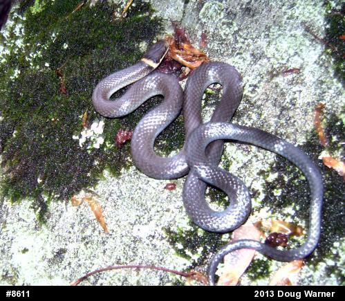 Northern Ring-necked Snake