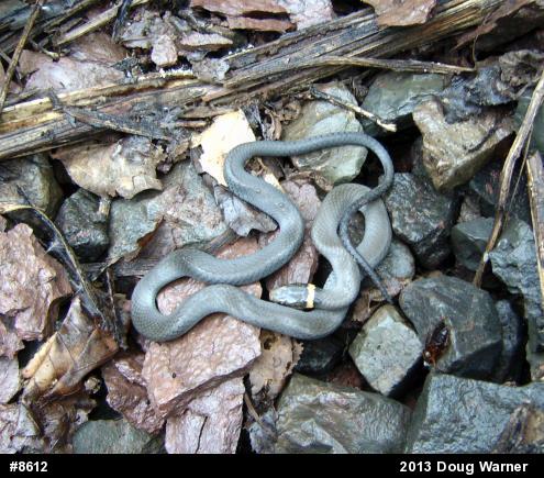 Northern Ring-necked Snake