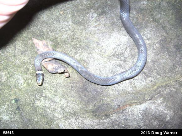 Northern Ring-necked Snake