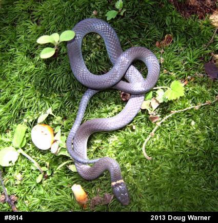 Northern Ring-necked Snake