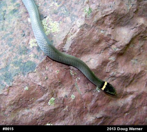Northern Ring-necked Snake