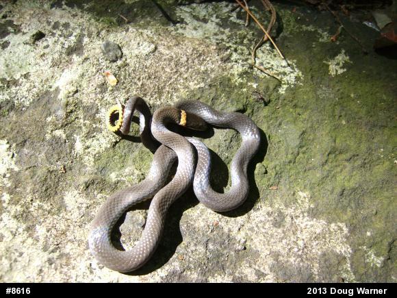Northern Ring-necked Snake