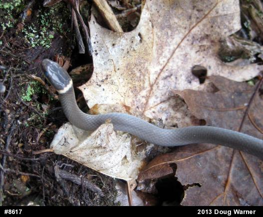 Northern Ring-necked Snake
