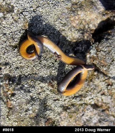 Northern Ring-necked Snake