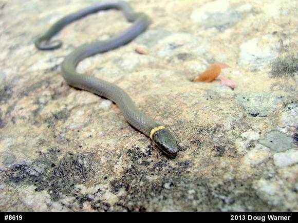 Northern Ring-necked Snake