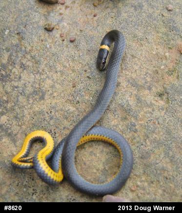 Northern Ring-necked Snake